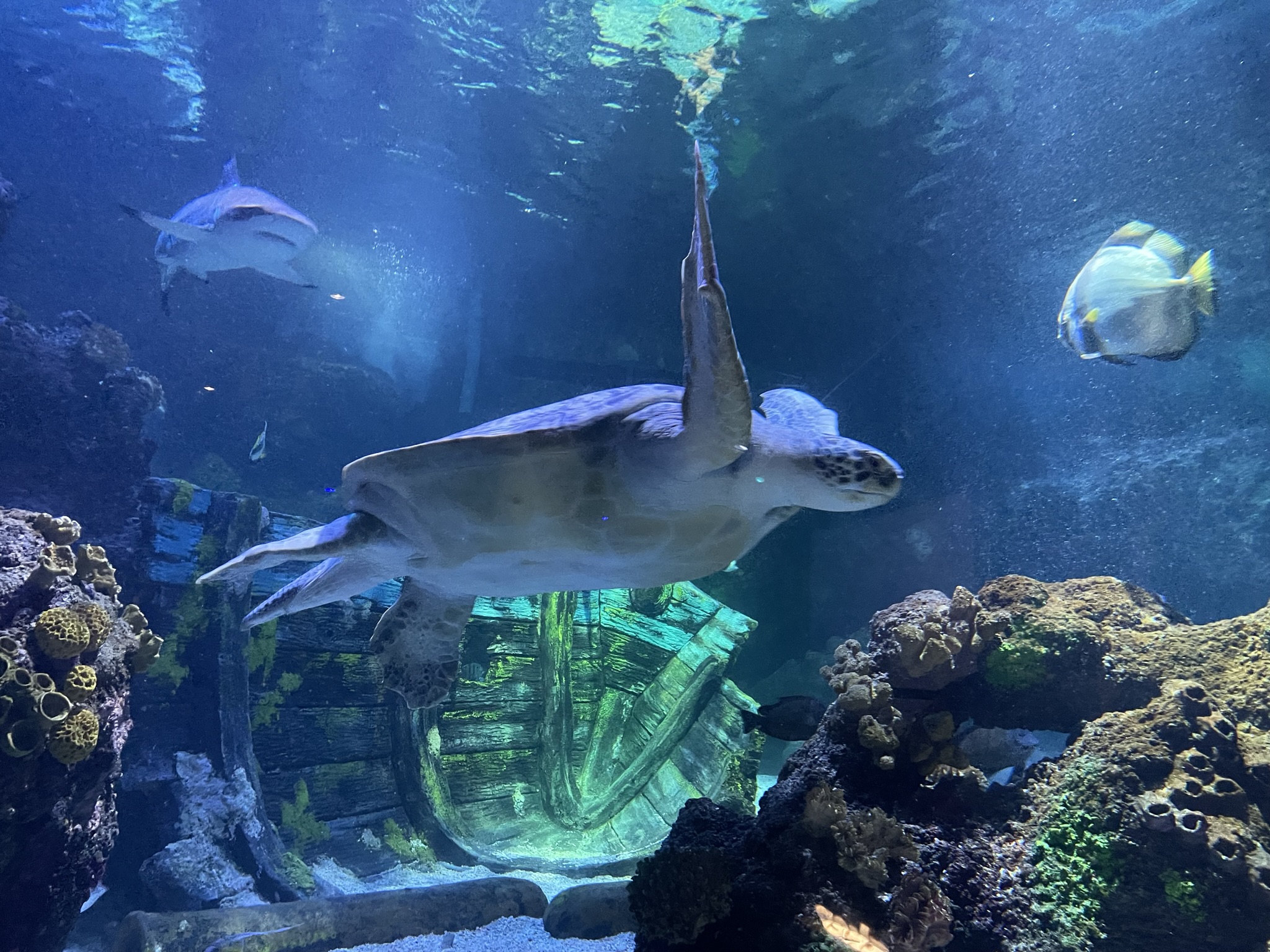 Eine Unterwasserwelt mit Hai, Schildkröte und Fischen in einem Korallenriff.