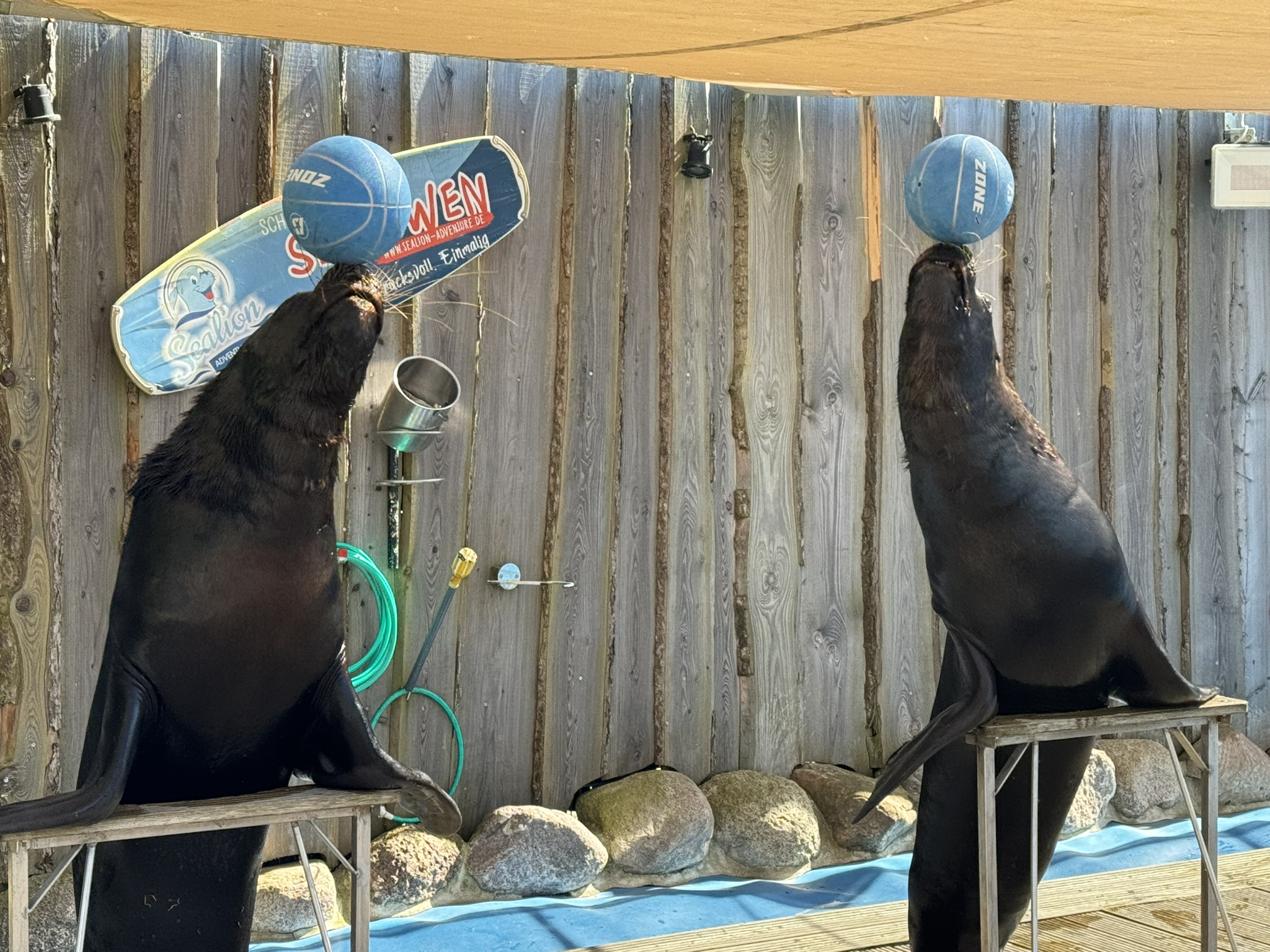 Zwei Seelöwen stehen an einer Stütze und balancieren dabei einen Ball auf ihrer Nase.